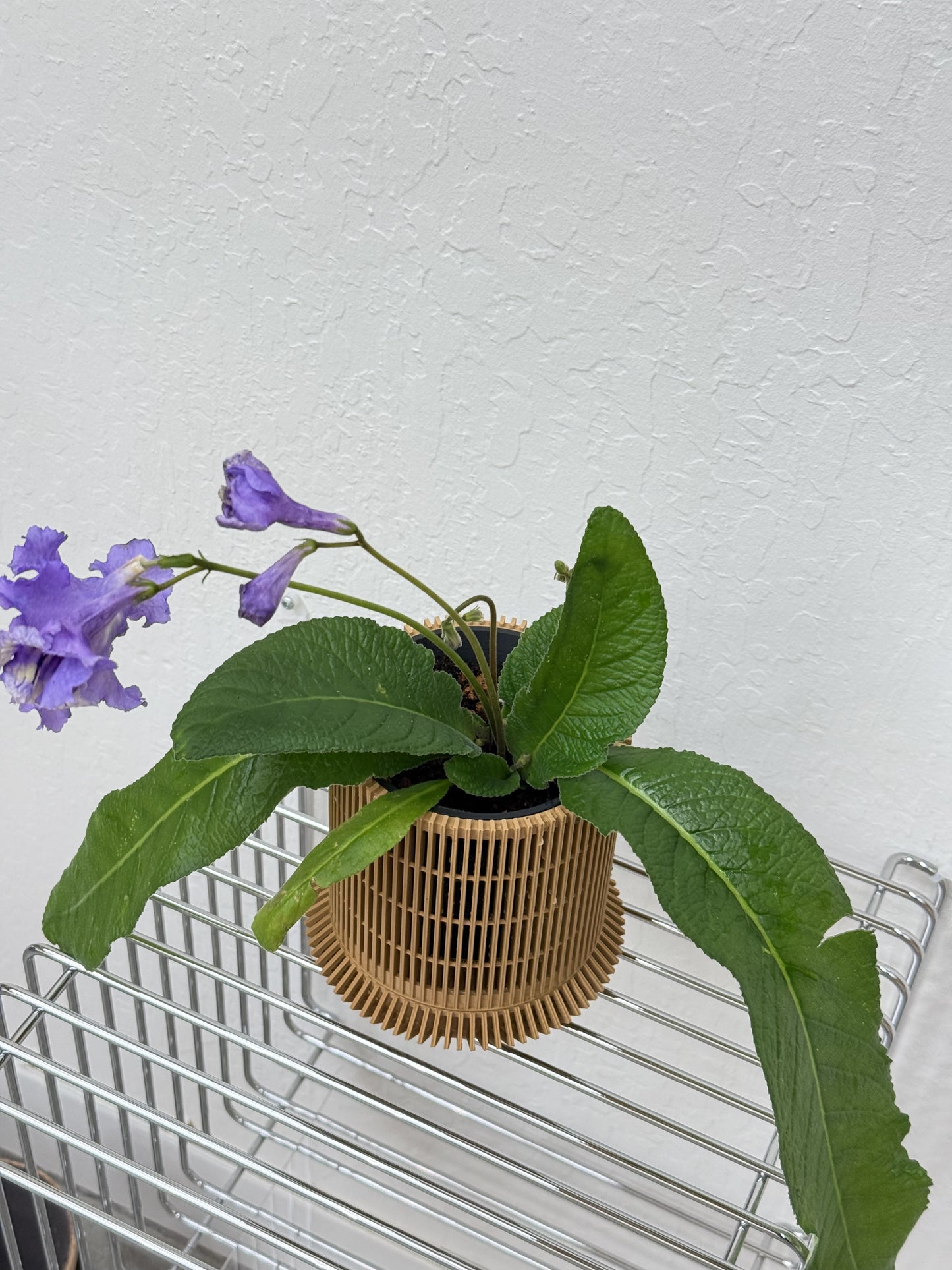 Streptocarpus ‘Hydra’- year-round blooms in Koshido Revolve