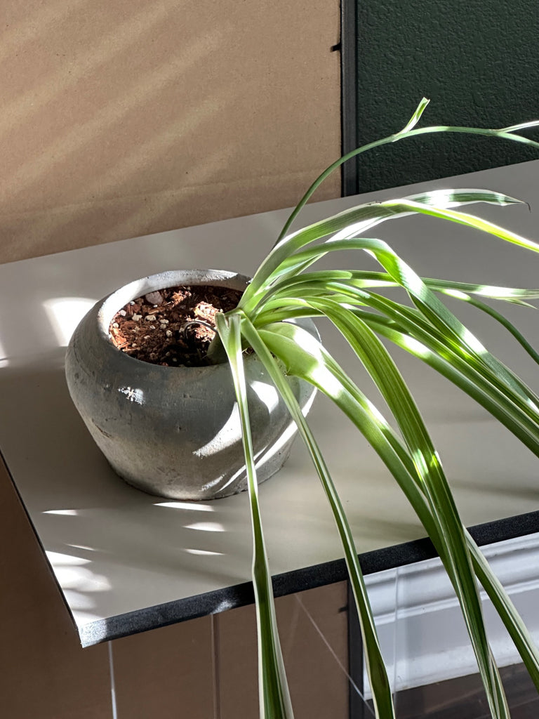 Chlorophytum Comosum ‘ Spider Plant’