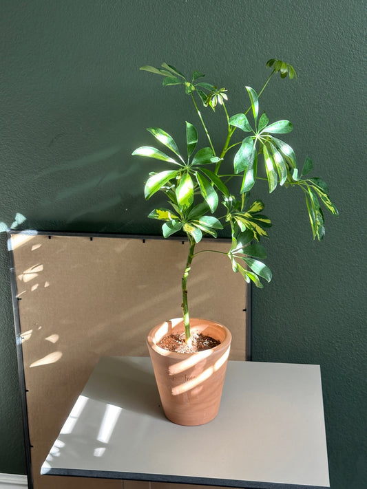 Schefflera Arboricola Variegata in TiTree terracotta pot