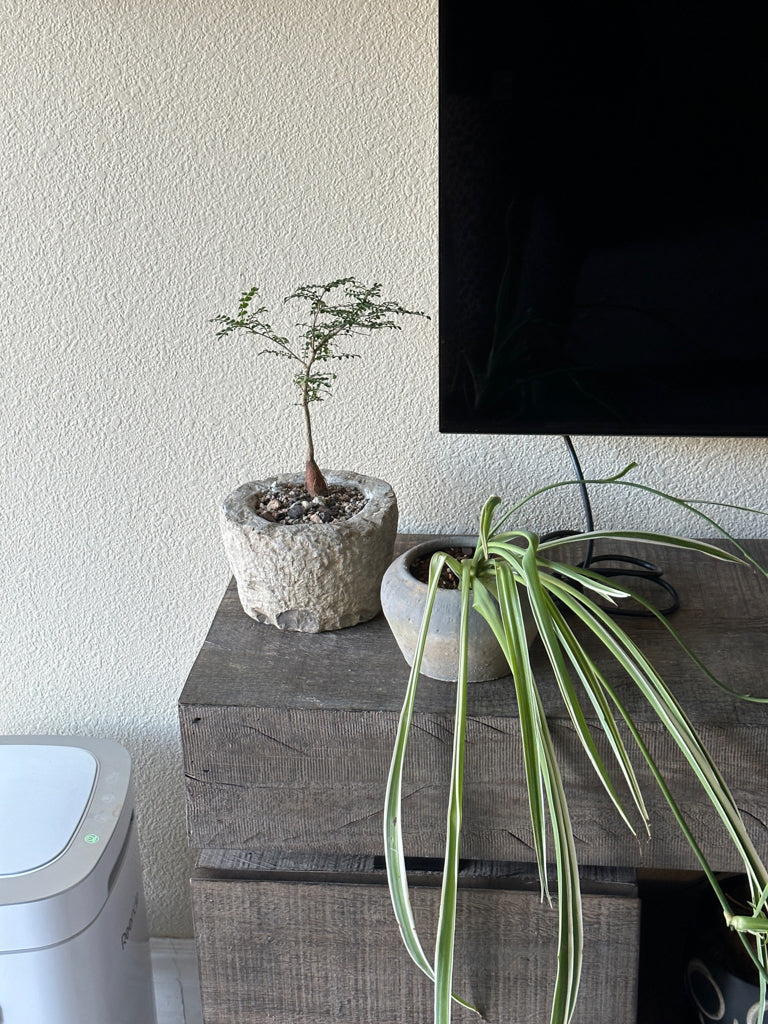 Chlorophytum Comosum ‘ Spider Plant’