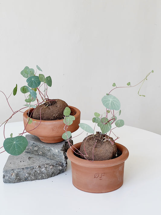 Stephania Yunnanensis in Ti Tree clay pots